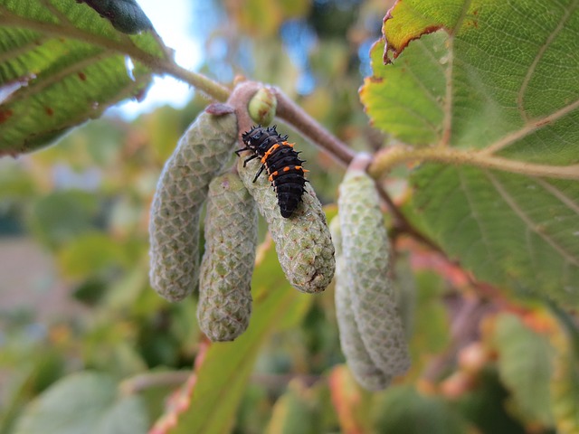 Larva slunéčka sedmitečného